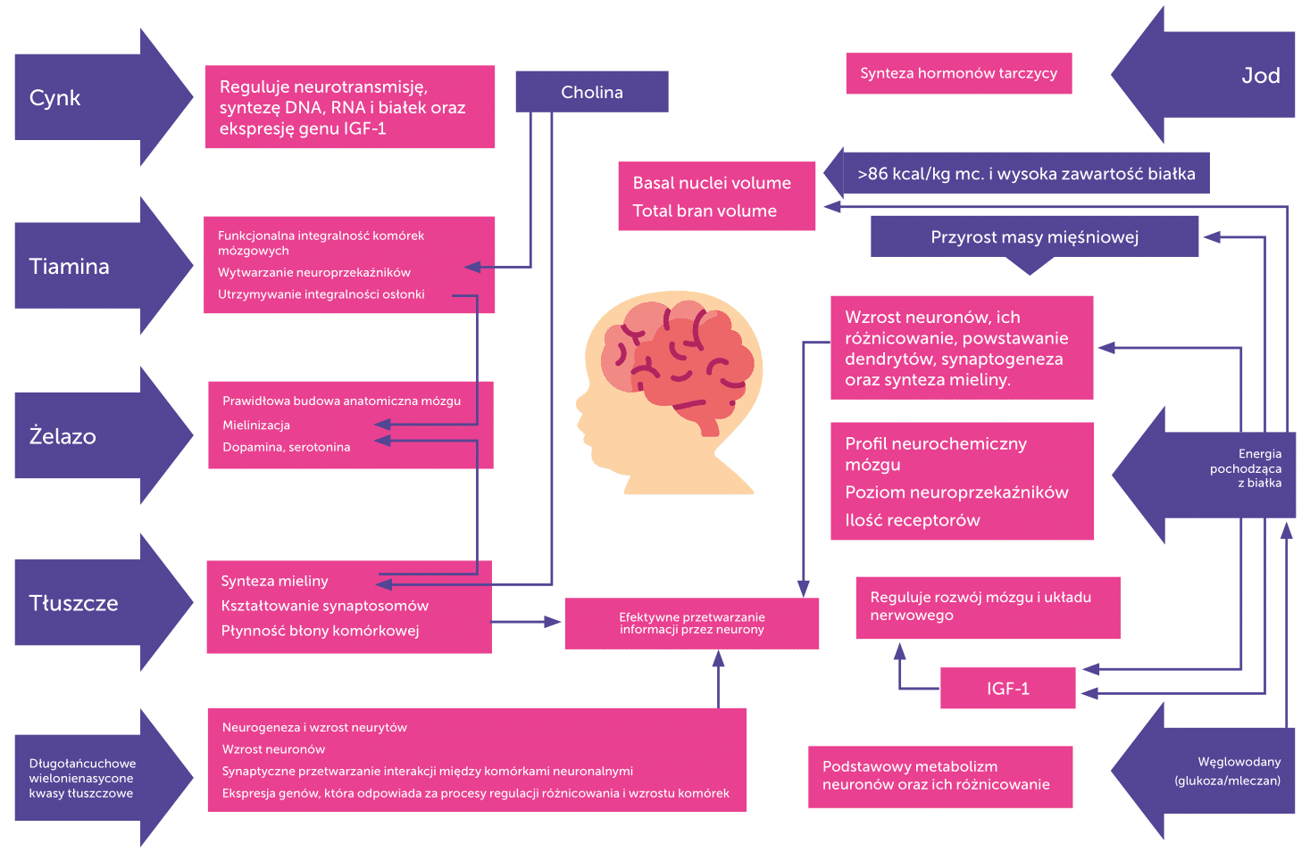Składniki odżywcze, których nie może zabraknąć w diecie wspomagającej prawidłowy  rozwój mózgu (Adaptacja z Comark BE i in., 2019)