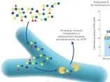 Mikrobiom i synergia w jelitach Mikrobiom i synergia w jelitach