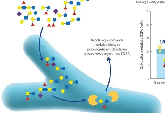 Mikrobiom i synergia w jelitach 