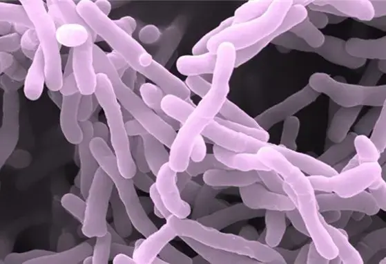 Bakterie jelitowe