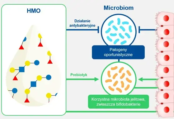 Korzyści płynące z HMO Efekty synergiczne z probiotykami 