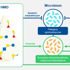 Korzyści płynące z HMO Efekty synergiczne z probiotykami 