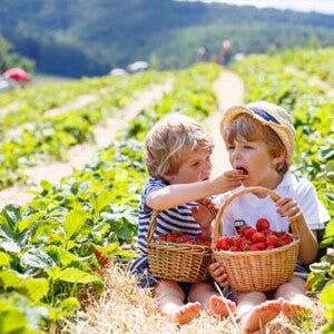 Zrównoważone zdrowe odżywianie - nowa definicja i wytyczne